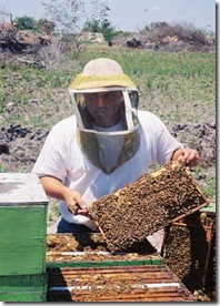 beekeeping - تربية النحل