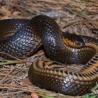 Glossy Crayfish Snake