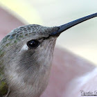 Anna's Hummingbird (Female)