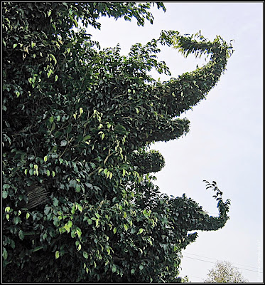 Orchids garden - Utopia