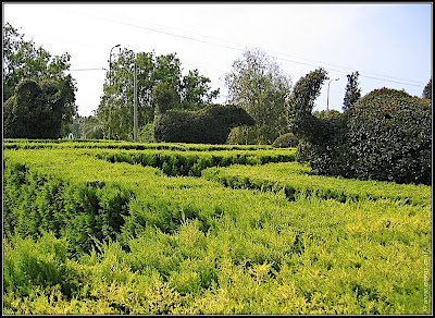 Orchids garden - Utopia