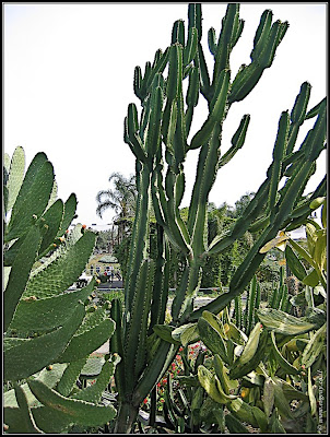 Orchids garden - Utopia