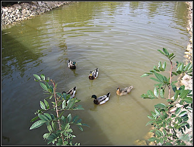 Orchids garden - Utopia