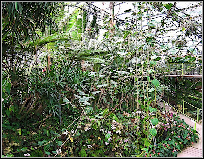 Orchids garden - Utopia