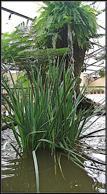 Orchids garden - Utopia