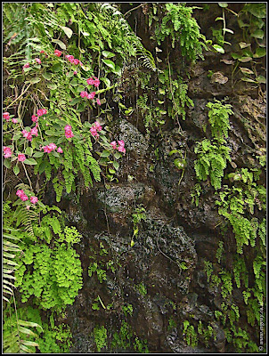 Orchids garden - Utopia