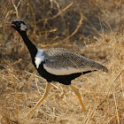 Northern Black Korhaan