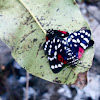 Faithful Beauty Moth