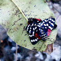 Faithful Beauty Moth