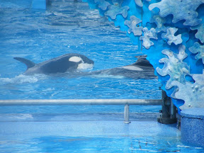 080 - Espectáculo de las orcas.JPG