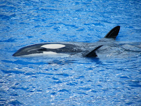 092 - Espectáculo de las orcas.JPG