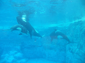 151 - Orcas.JPG