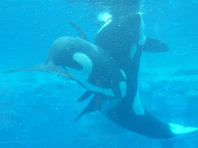 153 - Orcas.JPG