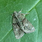 Tree-lichen Beauty Moth