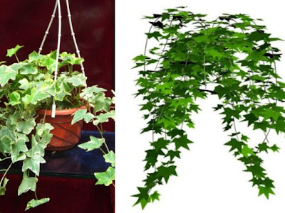 【人気ダウンロード！】 室内 植物 棚 140155-室内植物棚