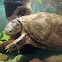 African Black Mud Turtle