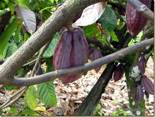 dark cacao pods