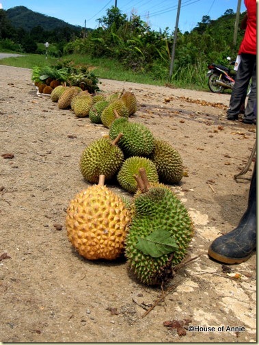 roadside durians