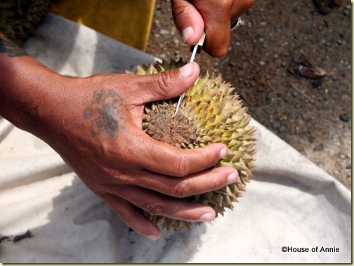 cutting into a durian