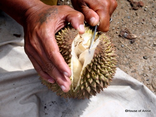 [splitting a durian[2].jpg]