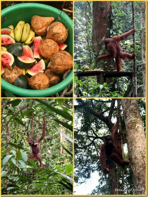 Semenggoh feeding orangutan