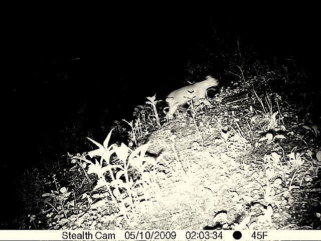[deer cam upper trail may 14 450[6].jpg]