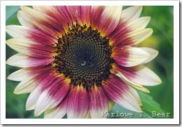 tn_2010-08-02 Sunflowers (5)_edited-1