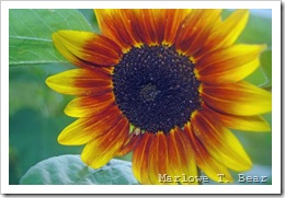 tn_2010-08-02 Sunflowers (6)_edited-1
