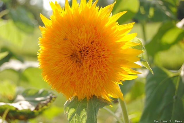 [tn_2010-08-29 Sunflowers (13)_edited-1[5].jpg]