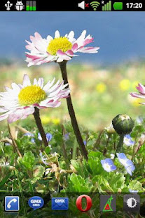 雛菊花免費壁紙(圖3)-速報App