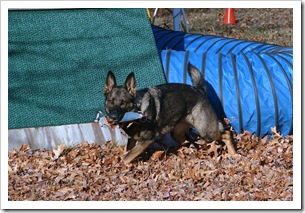 2009.11.17 Dogs in Yard