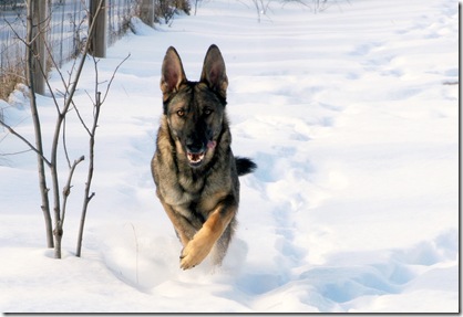 2011.1.28 Brita.Jake snow dogs-10