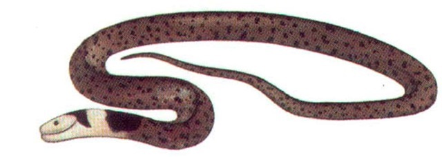 Colubrine Snakes 1