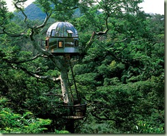 treehouse6