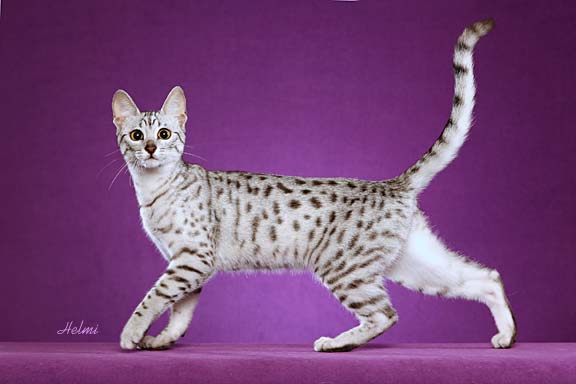 Egyptian Mau picture of a cat