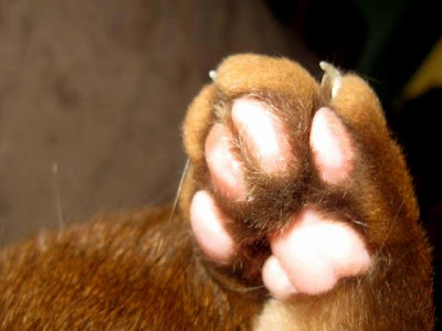 healthy rear paw pads of a cat that has not been declawed