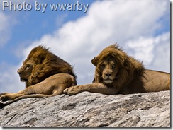 lions on rocks wwarby