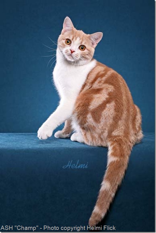 American Shorthair cat Champ beauty shot