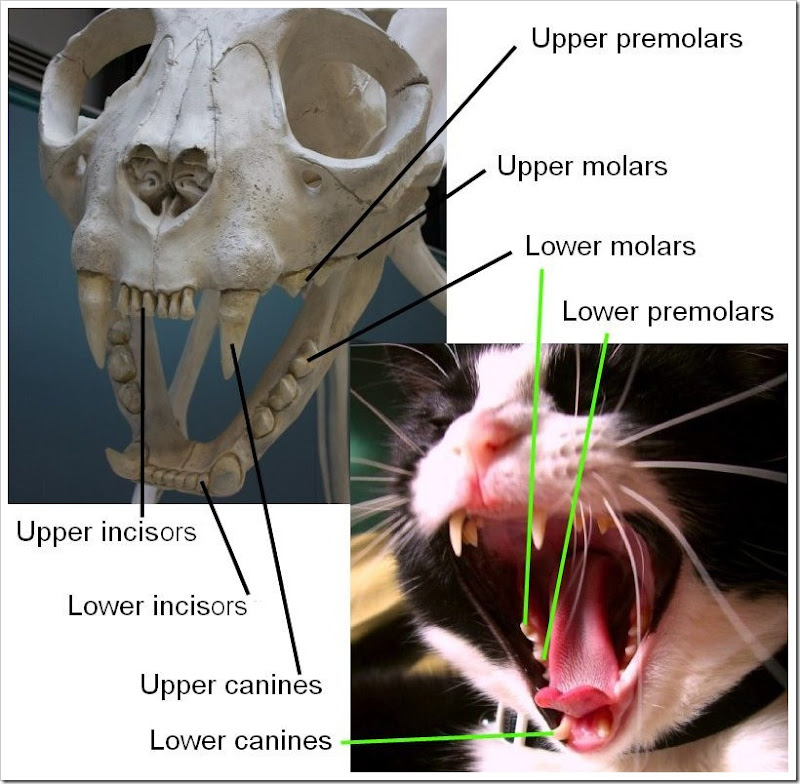 cat teeth diagram collage picture with words