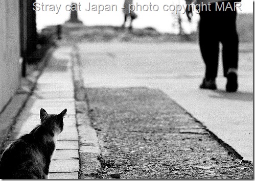 stray cat in Japan