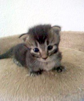 Munchkin kitten