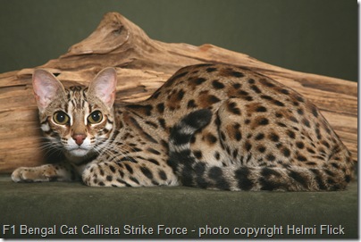 F1 Bengal cat Striker 1