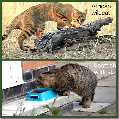 African wildcat and European wildcat
