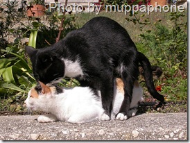 cats mating cats mating