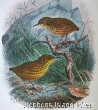 [stephens wren[17].jpg]