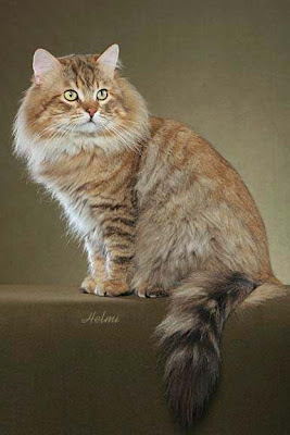 Siberian cat in the USA photo by Helmi Flick