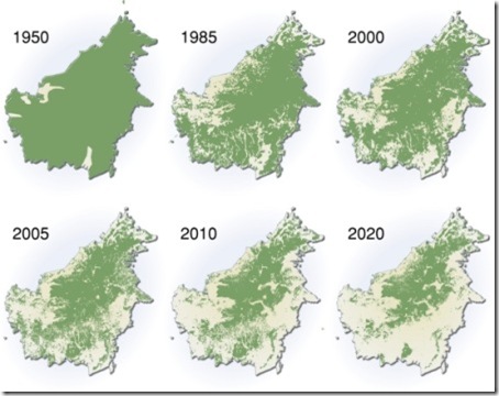 deforestation-borneo