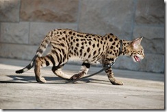 kathrin-stucki-photos-f2-savannah-cat-7