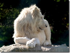 lion-zion-wildlife-park