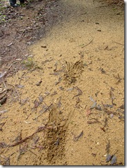 mountain lion tracks 2
